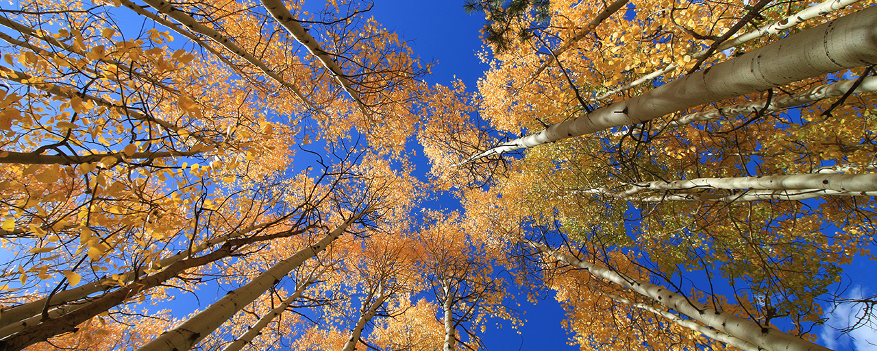 Aspen Trees in the Fall Colorado Springs