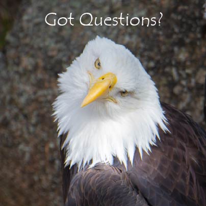 A bald eagle tilts its head slightly with the text "Got Questions?" above it.