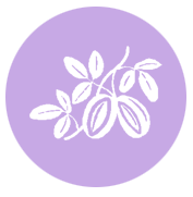 Illustration of white beans and leaves on a purple background.