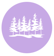 Silhouette of five pine trees on a purple background.